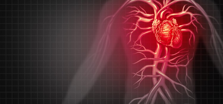 Cardiovascular system