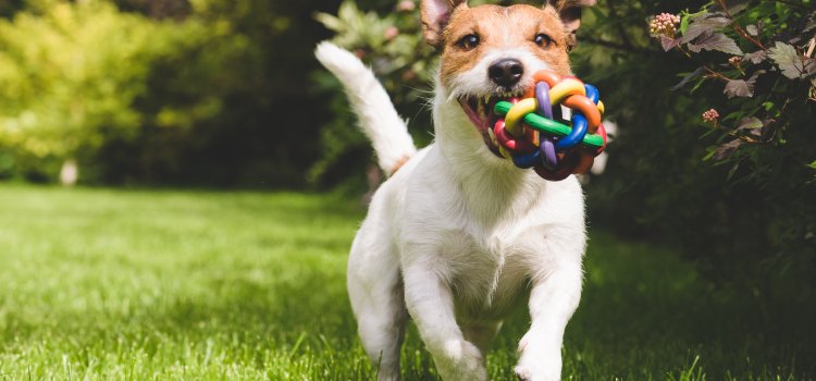 Don’t forget about the fleas that could be hiding in your home this summer!