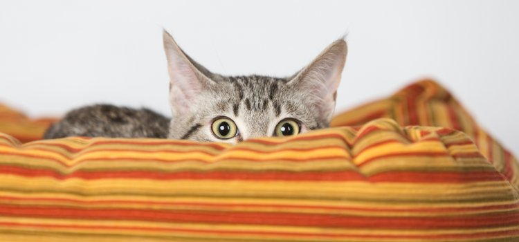 Bonfire Night: Keeping Pets Safe and Calm