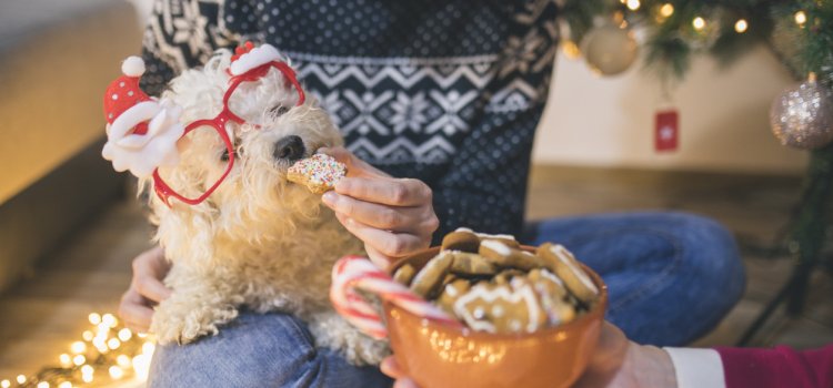 Pet Safety at Christmas