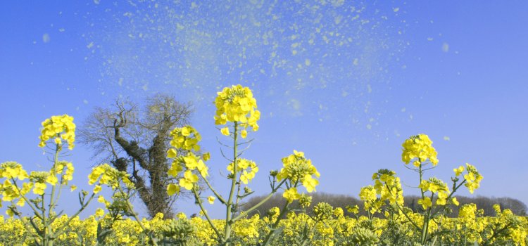 Hay Fever Relief