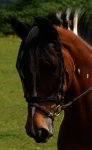 Equilibrium Net Relief Riding Mask for Small Horse (Black)
